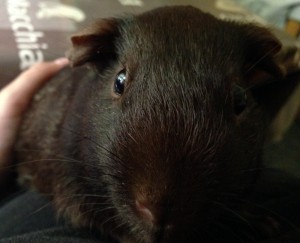 Gismo 0814